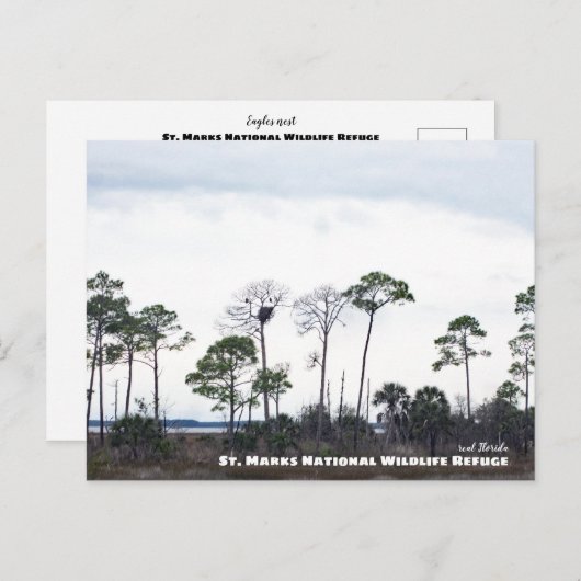 Travel | Florida - Eagles Nest, St. Marks Wildlife Briefkaart (Voorkant / Achterkant)