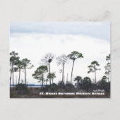 Travel | Florida - Eagles Nest, St. Marks Wildlife Briefkaart (Voorkant)