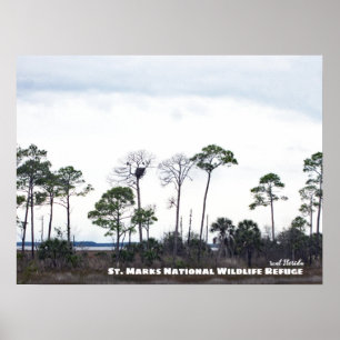 Travel   Florida - Eagles Nest, St. Marks Wildlife Poster