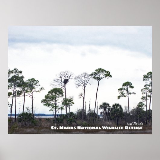 Travel | Florida - Eagles Nest, St. Marks Wildlife Poster (Voorkant)