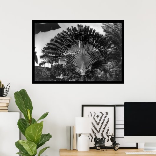 Travelers Palm Tree Kenia 1920 Poster (Thuiskantoor)