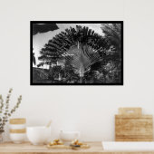 Travelers Palm Tree Kenia 1920 Poster (Keuken)