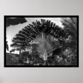 Travelers Palm Tree Kenia 1920 Poster (Voorkant)