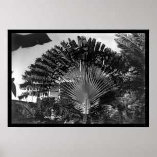 Travelers Palm Tree Kenia 1920 Poster