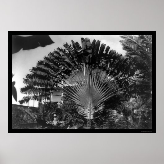 Travelers Palm Tree Kenia 1920 Poster (Voorkant)