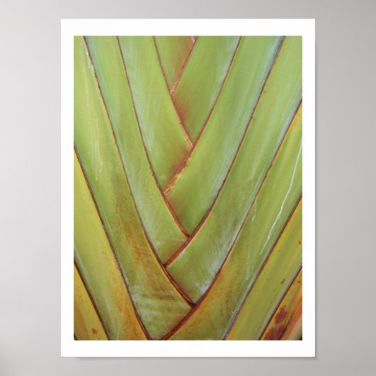 Travellerpalm Poster (Voorkant)