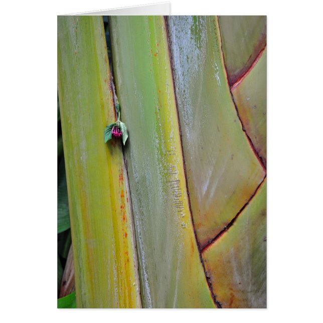 Travellers palm (Voorkant)