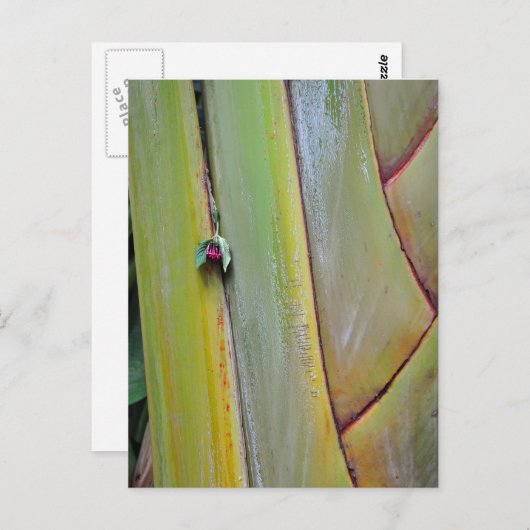 Travellers palm briefkaart (Voorkant / Achterkant)