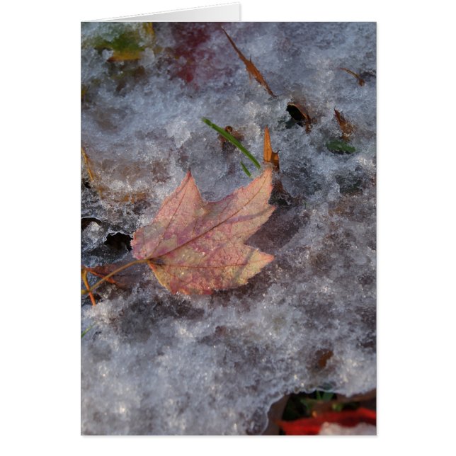 "Treasure in Ice" (Voorkant)