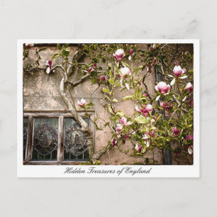 Treasures of England, Magnolia Flowers, Verenigd K Briefkaart