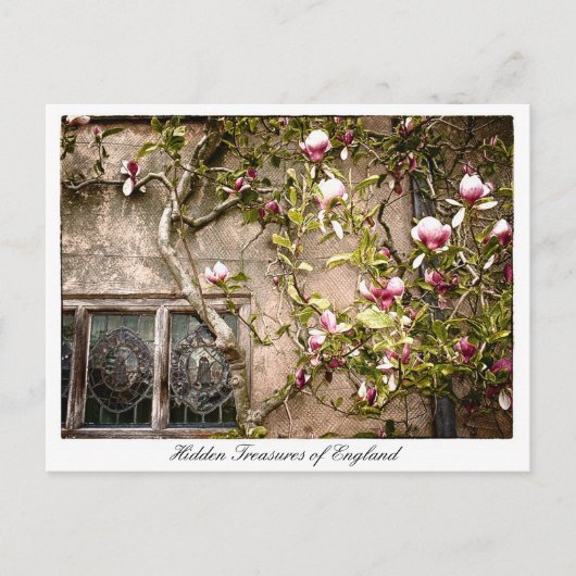 Treasures of England, Magnolia Flowers, Verenigd K Briefkaart (Voorkant)