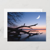 Tree at Starnberg Lake | Muensing Bavaria Germany Briefkaart (Voorkant / Achterkant)