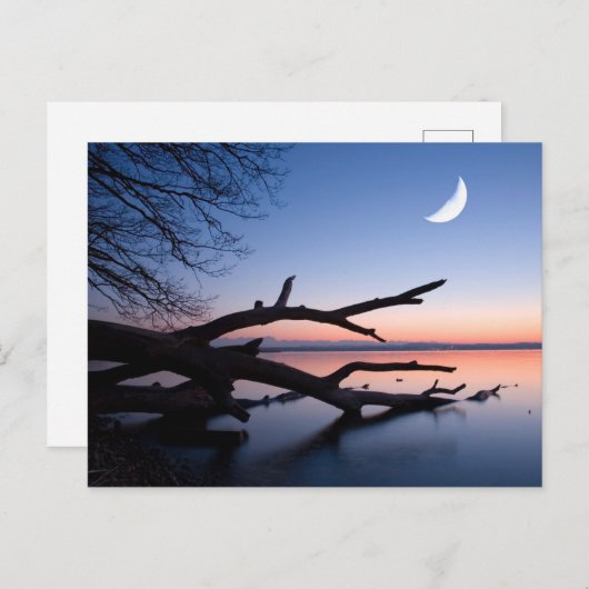 Tree at Starnberg Lake | Muensing Bavaria Germany Briefkaart (Voorkant / Achterkant)