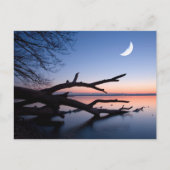 Tree at Starnberg Lake | Muensing Bavaria Germany Briefkaart (Voorkant)