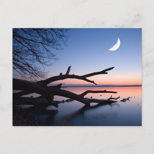 Tree at Starnberg Lake | Muensing Bavaria Germany Briefkaart (Voorkant)