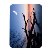 Tree at Starnberg Lake | Muensing Bavaria Germany Magneet (Verticaal)