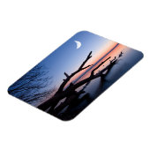 Tree at Starnberg Lake | Muensing Bavaria Germany Magneet (Linkerzijde)