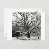 Tree Bedford Oak New York City Briefkaart (Voorkant / Achterkant)