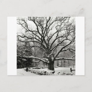 Tree Bedford Oak New York City Briefkaart