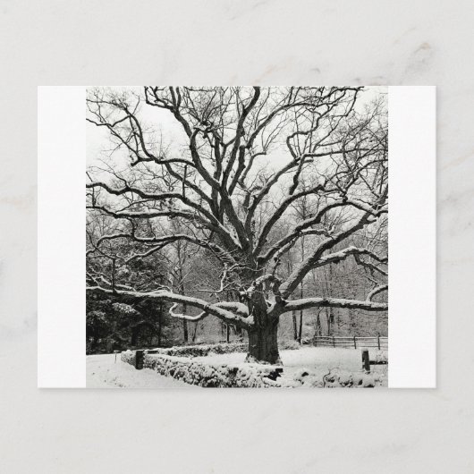 Tree Bedford Oak New York City Briefkaart (Voorkant)