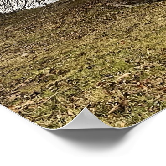 Tree by Pond Poster (Hoek)