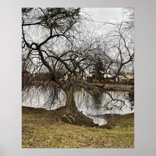 Tree by Pond Poster (Voorkant)