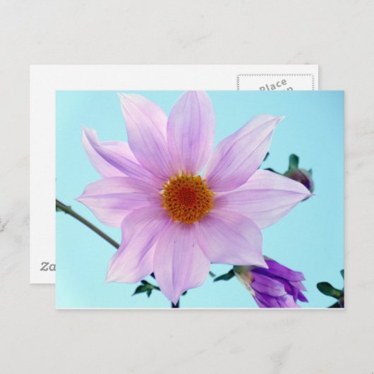 Tree Dahlia Briefkaart (Voorkant / Achterkant)