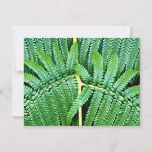 Tree Fern Frond Briefkaart