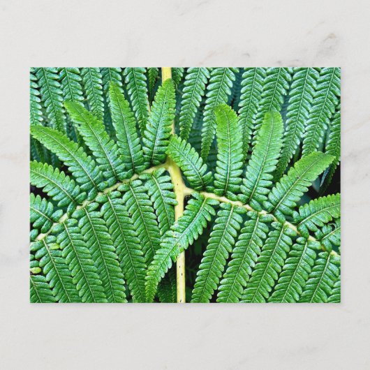 Tree Fern Frond Briefkaart (Voorkant)