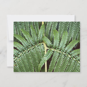 Tree Fern Frond Briefkaart