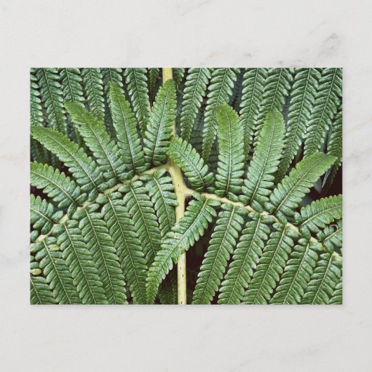 Tree Fern Frond Briefkaart (Voorkant)