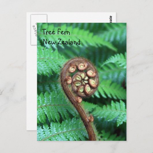 Tree Fern Nieuw-Zeeland Briefkaart (Voorkant / Achterkant)