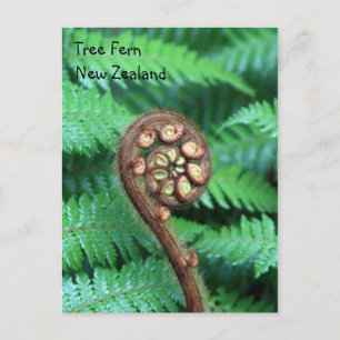 Tree Fern Nieuw-Zeeland Briefkaart