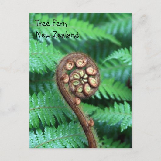 Tree Fern Nieuw-Zeeland Briefkaart (Voorkant)