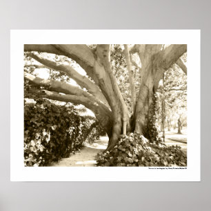 Tree Fine Art Foto Zwart Wit Sepia Los Angeles Poster