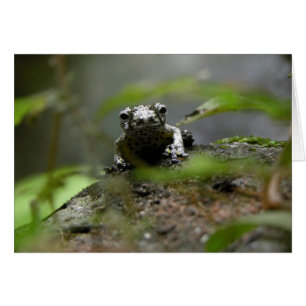Tree Frog