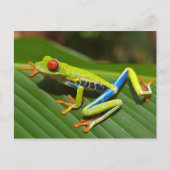 Tree Frog Briefkaart (Voorkant)