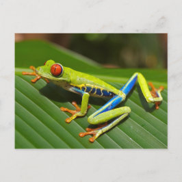 Tree Frog Briefkaart