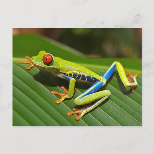 Tree Frog Briefkaart (Voorkant)