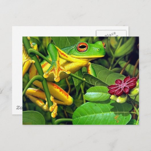 Tree Frog Briefkaart (Voorkant / Achterkant)