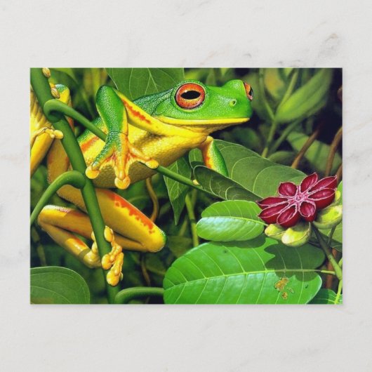 Tree Frog Briefkaart (Voorkant)