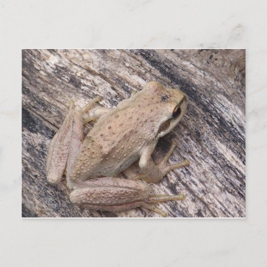 Tree Frog Briefkaart (Voorkant)