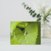 Tree Frog Briefkaart (Staand voorkant)
