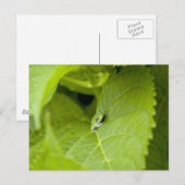 Tree Frog Briefkaart (Voorkant / Achterkant)