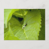 Tree Frog Briefkaart (Voorkant)