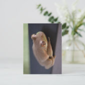 Tree Frog Briefkaart (Staand voorkant)