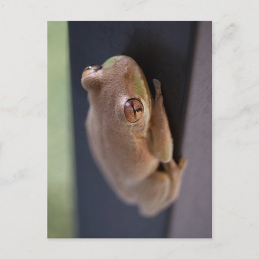 Tree Frog Briefkaart (Voorkant)
