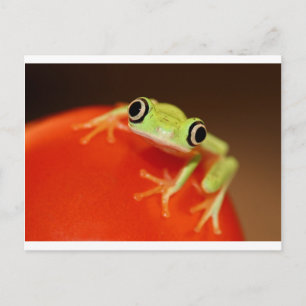 Tree frog briefkaart