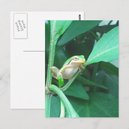 Tree Frog Briefkaart (Voorkant / Achterkant)