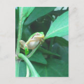 Tree Frog Briefkaart (Voorkant)